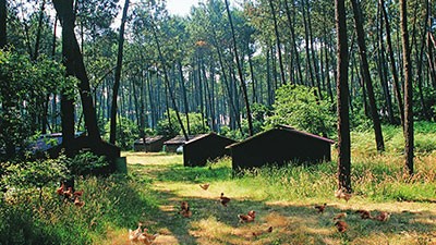 haehnchen-05-maresines-im-wald