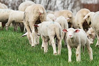laemmer-02-auf-der-weide