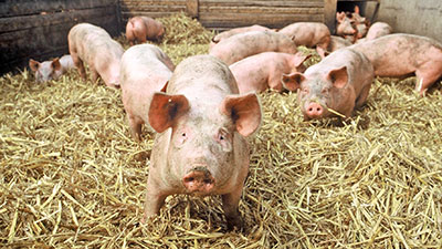 schweine-01-im-stroh