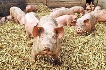 schweine-01-im-stroh