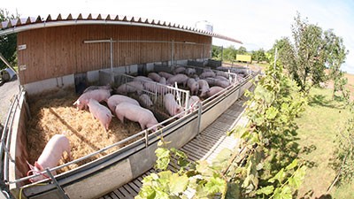 schweine-02-auslauf