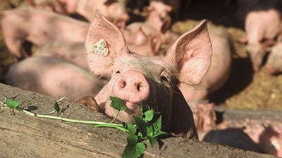 schweine-03-fuetterung