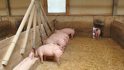 schweine-04-viel-platz