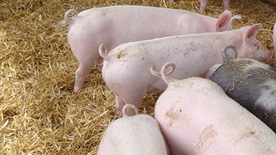 schweine-05-ringelschwanz
