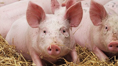 schweine-06-ferkel